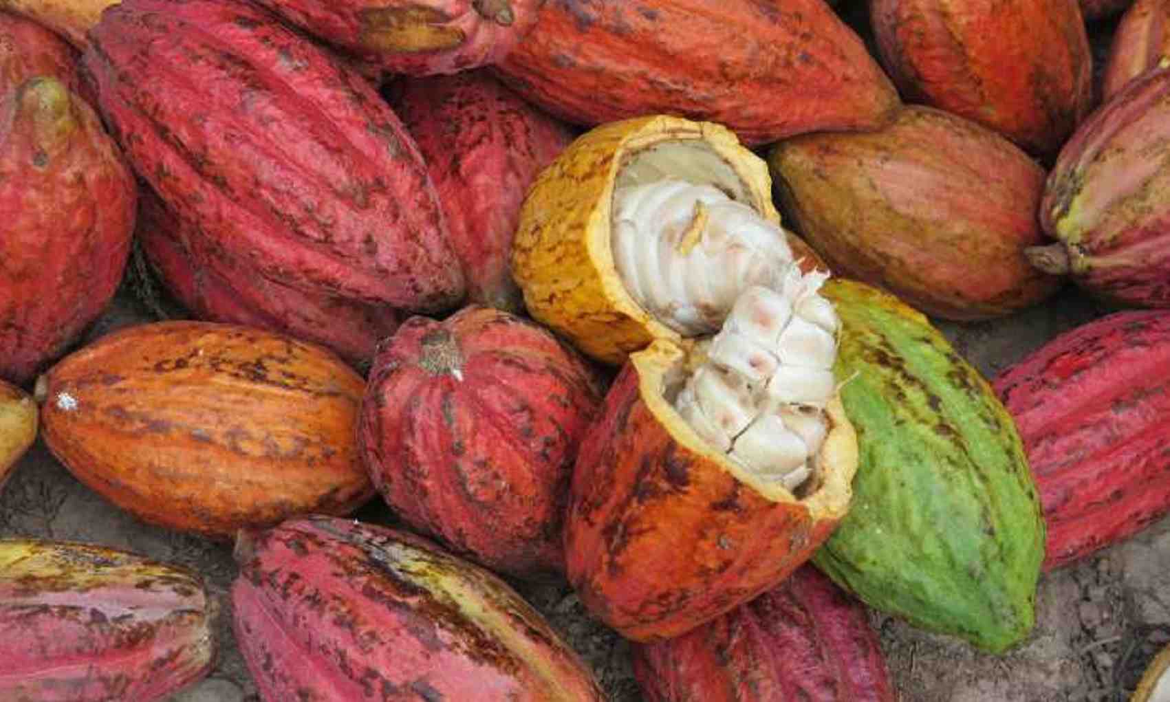 High-Quality Beans and Nuts for Global Markets